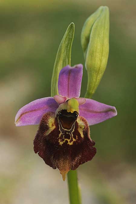 Ophrys samiotissa \ Samiotische Ragwurz, Samos,    18.4.2022 (Photo: Helmut Presser)