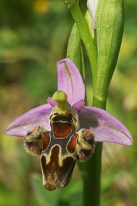 Ophrys samiotissa / Samian Bee Orchid, Samos,    18.4.2022 (Photo: Helmut Presser)