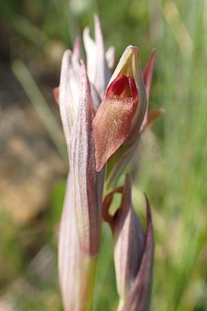 Serapias parviflora \ Kleinblütiger Zungenständel / Small Tongue Orchid, Samos,  Psili Ammos 16.4.2017 