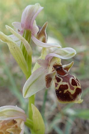 Ophrys umbilicata \ Nabel-Ragwurz / Carmel Bee Orchid, Samos,  Mytilini 10.4.2017 