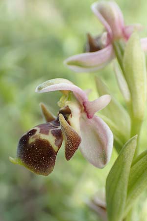 Ophrys umbilicata \ Nabel-Ragwurz / Carmel Bee Orchid, Samos,  Mytilini 10.4.2017 