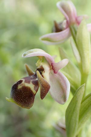 Ophrys umbilicata \ Nabel-Ragwurz, Samos,  Mytilini 10.4.2017 