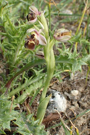 Ophrys umbilicata \ Nabel-Ragwurz / Carmel Bee Orchid, Samos,  Mytilini 10.4.2017 