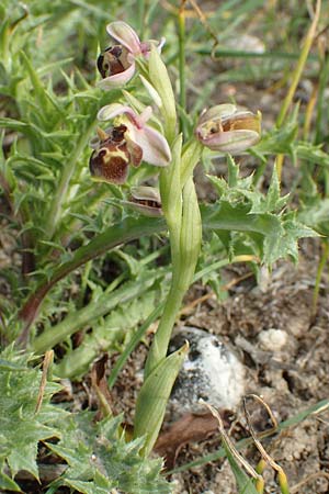 Ophrys umbilicata / Carmel Bee Orchid, Samos,  Mytilini 10.4.2017 