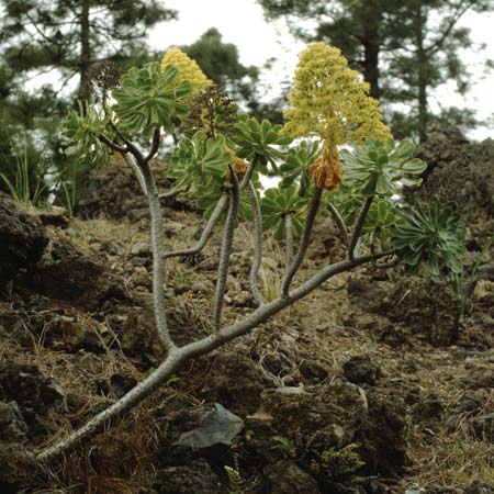 Aeonium arboreum subsp. holochrysum \ Goldgelbes Greenovia / Yellow Aeonium, Teneriffa Chio 11.2.1989