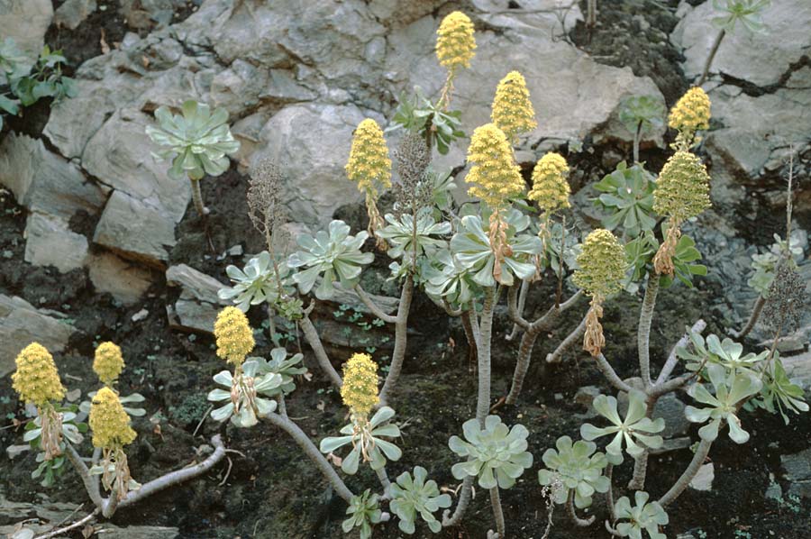 Aeonium arboreum subsp. holochrysum \ Goldgelbes Greenovia / Yellow Aeonium, Teneriffa El Medano 1.1.1998