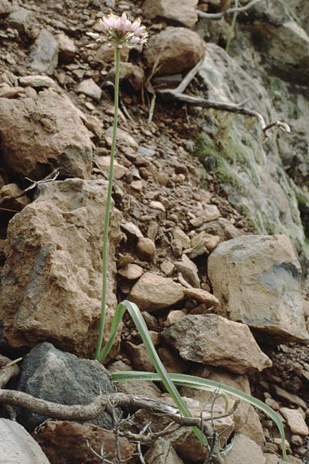 Allium canariense \ Kanarischer Lauch / Canarian Wild Leek, Teneriffa Chio 20.2.1989