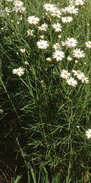 Argyranthemum gracile \ Zierliche Strauchmargerite, Teneriffa Guia de Isora 20.2.1989