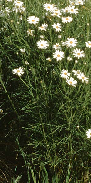 Argyranthemum gracile \ Zierliche Strauchmargerite / Tiny Marguerite Daisy, Teneriffa Guia de Isora 20.2.1989