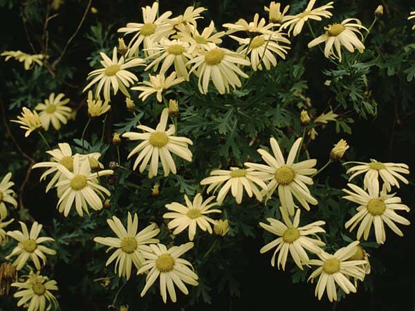 Argyranthemum frutescens \ Strauchmargerite, Teneriffa Esperanza 13.2.1989