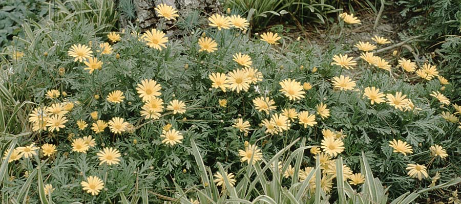 Argyranthemum frutescens \ Strauchmargerite, Teneriffa Icod de los Vinos 19.2.1989