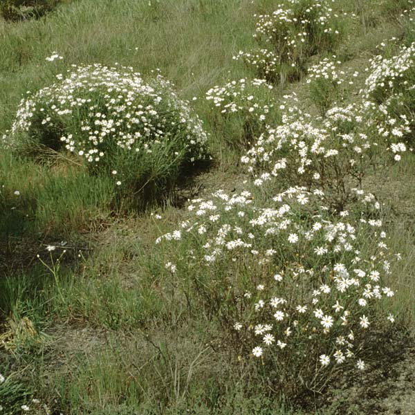 Argyranthemum gracile \ Zierliche Strauchmargerite, Teneriffa Guia de Isora 20.2.1989