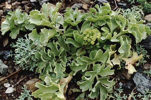 Astydamia latifolia \ Nymphen-Dolde, Teneriffa Taganana 16.2.1989