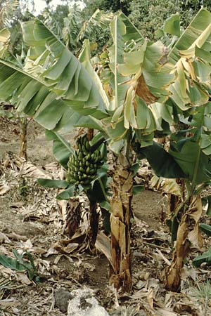 Musa acuminata \ Dessert-Banane / Dessert Banana, Teneriffa Puerto de la Cruz 9.2.1989