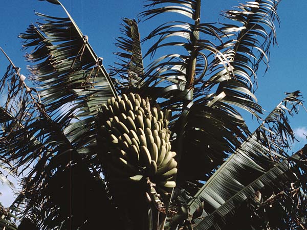 Musa acuminata \ Dessert-Banane, Teneriffa El Conde 12.2.1989