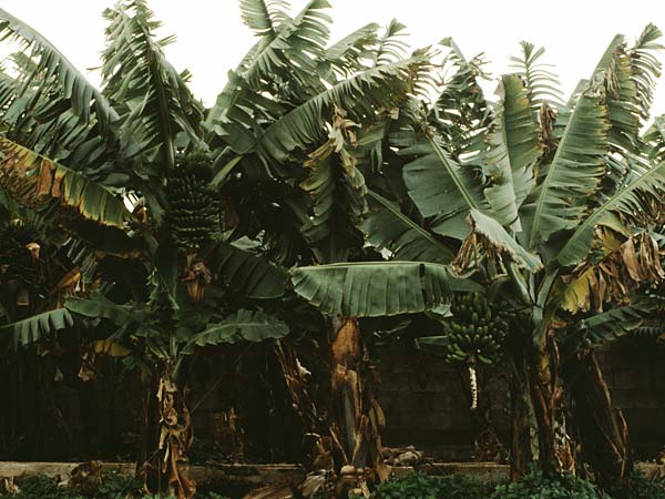 Musa acuminata \ Dessert-Banane, Teneriffa Puerto de la Cruz 16.2.1989