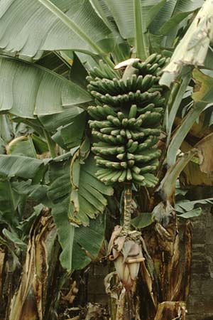 Musa acuminata \ Dessert-Banane / Dessert Banana, Teneriffa Puerto de la Cruz 16.2.1989