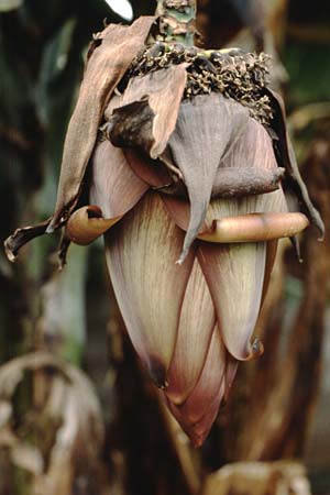 Musa acuminata \ Dessert-Banane, Teneriffa Puerto de la Cruz 16.2.1989
