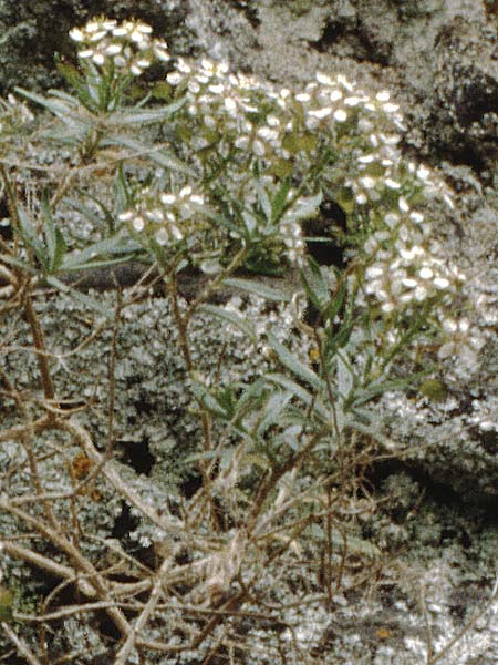 Lobularia intermedia \ Kanaren-Silberkraut, Teneriffa Aguamansa 18.2.1989