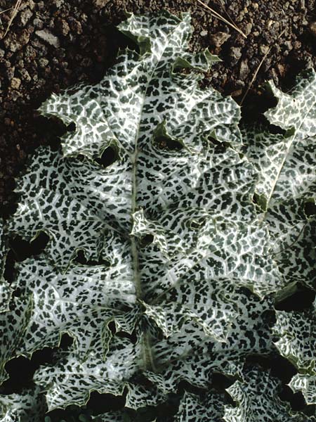 Silybum marianum / Milk Thistle, Teneriffa Esperanza 13.2.1989