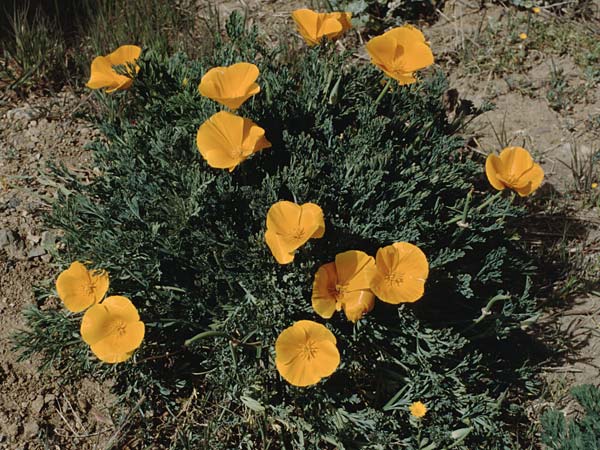 Eschscholzia californica \ Kalifornischer Kappen-Mohn, Goldmohn / California Poppy, Teneriffa Vilaflor 15.2.1989