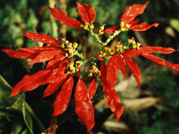 Euphorbia pulcherrima \ Weihnachtsstern / Painted Leaf, Common Poinsettia, Teneriffa La Orotava 9.2.1989
