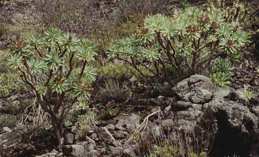 Euphorbia atropurpurea \ Dunkelpurpurrote Wolfsmilch / Bush Spurge, Teneriffa Lomo di Masca 14.2.1989
