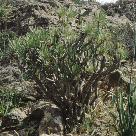 Kleinia neriifolia \ Oleanderblttrige Kleinie, Affenpalme, Teneriffa Guia de Isora 20.2.1989