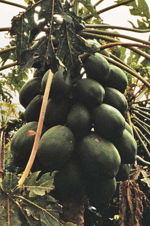 Carica papaya / Papaw, Papaya, Teneriffa Masca 14.2.1989
