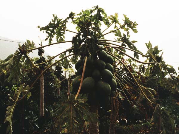 Carica papaya \ Papayabaum, Melonenbaum / Papaw, Papaya, Teneriffa Masca 14.2.1989