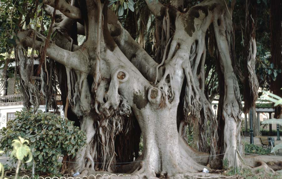 Ficus elastica \ Gummibaum, Indischer Kautschukbaum / Rubber Plant, Teneriffa Icod de los Vinos 19.2.1989