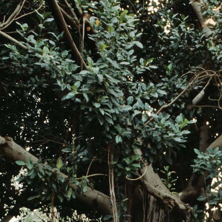 Ficus elastica \ Gummibaum, Indischer Kautschukbaum / Rubber Plant, Teneriffa Icod de los Vinos 19.2.1989