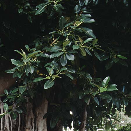 Ficus elastica \ Gummibaum, Indischer Kautschukbaum / Rubber Plant, Teneriffa Icod de los Vinos 28.12.1997