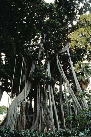 Ficus elastica \ Gummibaum, Indischer Kautschukbaum / Rubber Plant, Teneriffa Puerto de la Cruz 31.12.2004