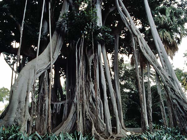 Ficus elastica \ Gummibaum, Indischer Kautschukbaum / Rubber Plant, Teneriffa Puerto de la Cruz 31.12.2004