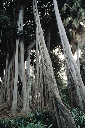 Ficus elastica \ Gummibaum, Indischer Kautschukbaum / Rubber Plant, Teneriffa Puerto de la Cruz 31.12.2004