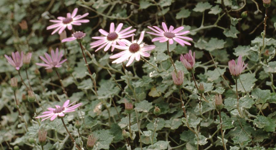 Senecio heritieri \ Wollige Cinerarie / Wooly Cineraria, Teneriffa Aguamansa 18.2.1989