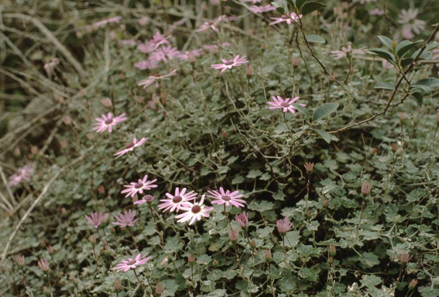 Senecio heritieri \ Wollige Cinerarie / Wooly Cineraria, Teneriffa Aguamansa 18.2.1989