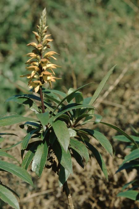 Digitalis canariensis \ Kanarischer Fingerhut, Teneriffa Anaga 1.1.2005