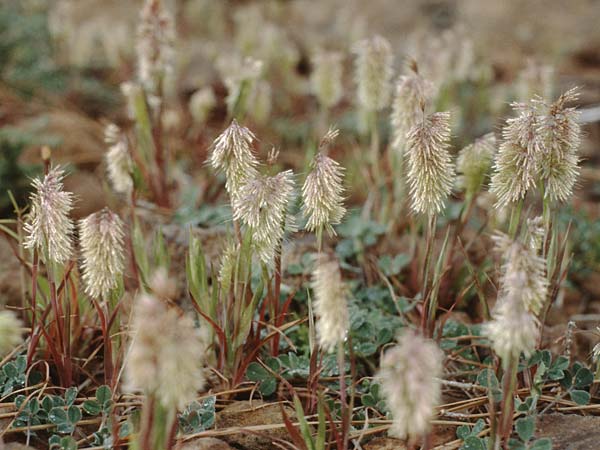 Lamarckia aurea \ Gold-Gras / Goldentop Grass, Teneriffa El Conde 12.2.1989