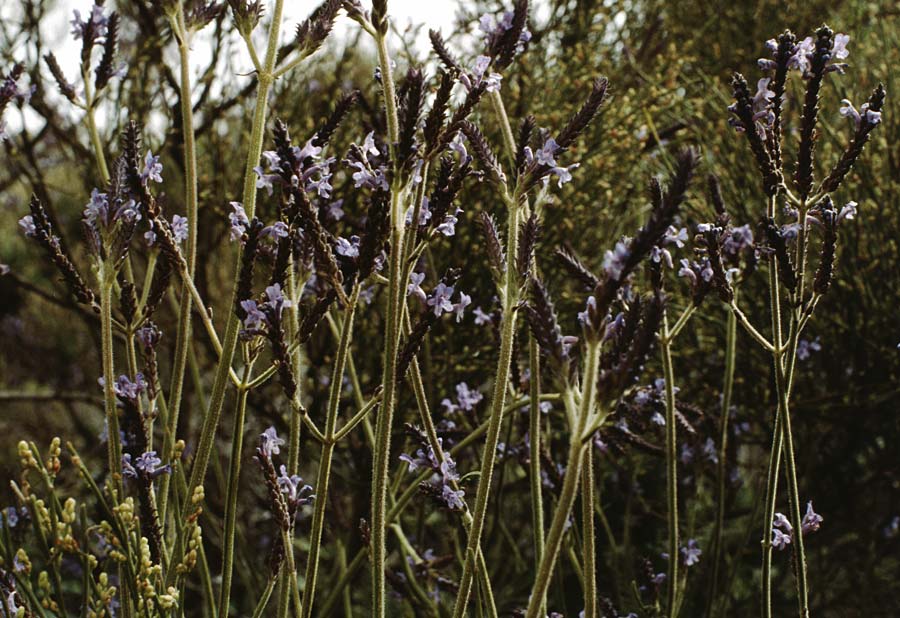 Lavandula canariensis \ Kanarischer Lavendel / Canarian Lavender, Teneriffa Masca 14.2.1989