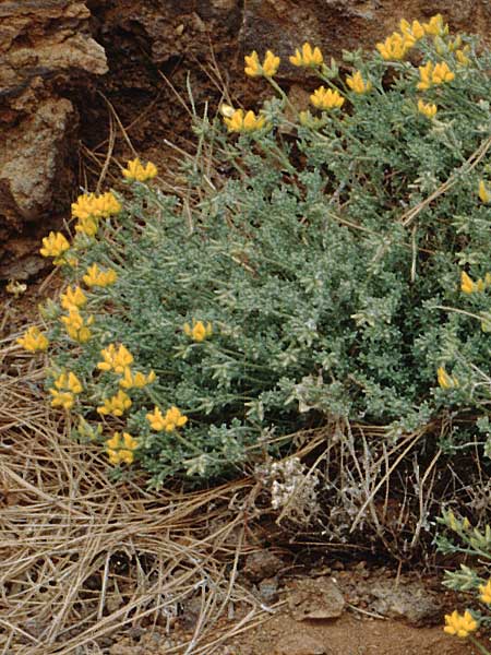 Lotus campylocladus \ Kanarenkiefernwald-Hornklee, Teneriffa Caadas 15.2.1989