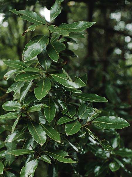 Laurus azorica \ Azoren-Lorbeer, Kanaren-Lorbeer / Azores Laurel, Macaronesian , Teneriffa Anaga 16.2.1989