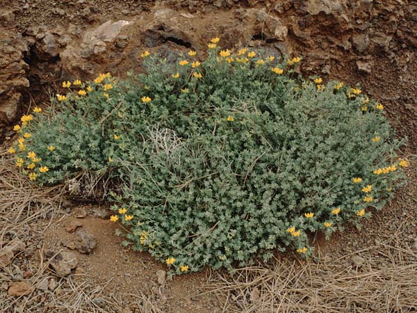 Lotus campylocladus \ Kanarenkiefernwald-Hornklee, Teneriffa Caadas 15.2.1989