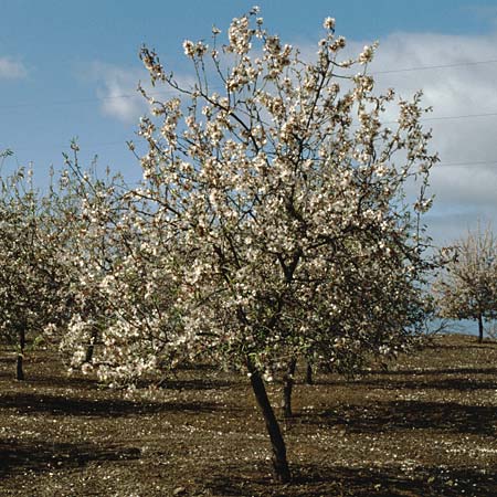 Prunus dulcis \ Mandel / Almond, Teneriffa Chio 11.2.1989