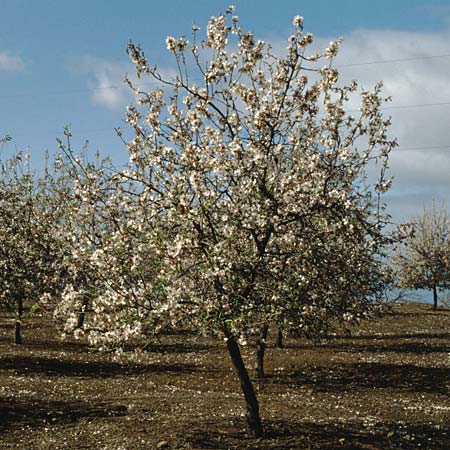 Prunus dulcis / Almond, Teneriffa Chio 11.2.1989