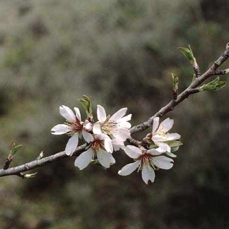 Prunus dulcis \ Mandel, Teneriffa Chio 17.2.1989