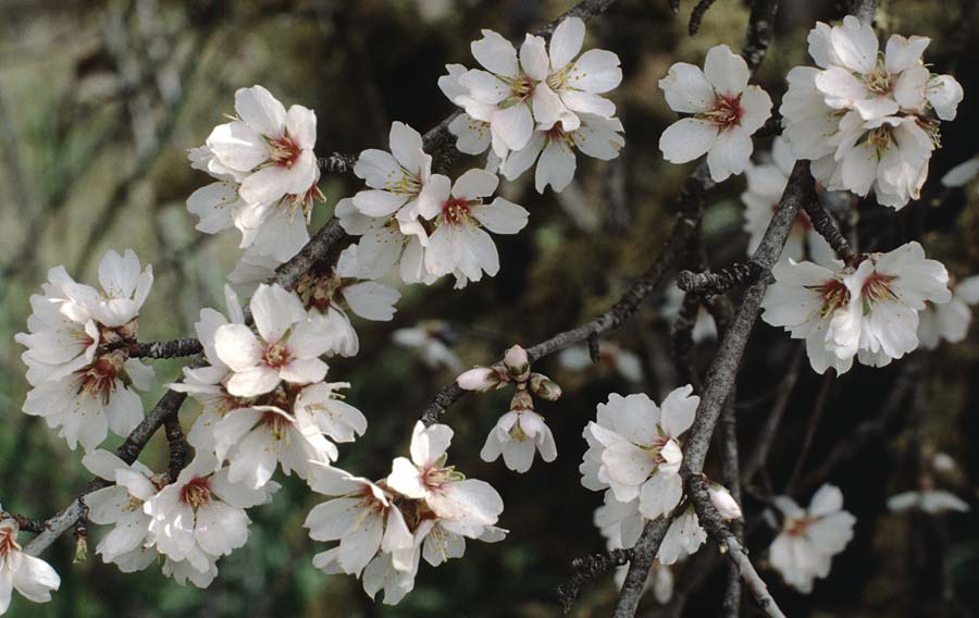 Prunus dulcis \ Mandel / Almond, Teneriffa Chio 17.2.1989