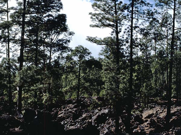 Pinus canariensis \ Kanarische Kiefer / Canary Island Pine, Teneriffa Caadas 11.2.1989