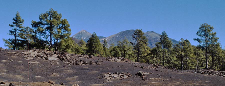 Pinus canariensis \ Kanarische Kiefer / Canary Island Pine, Teneriffa Caadas 11.2.1989